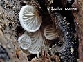 Clitopilus hobsonii-amf459